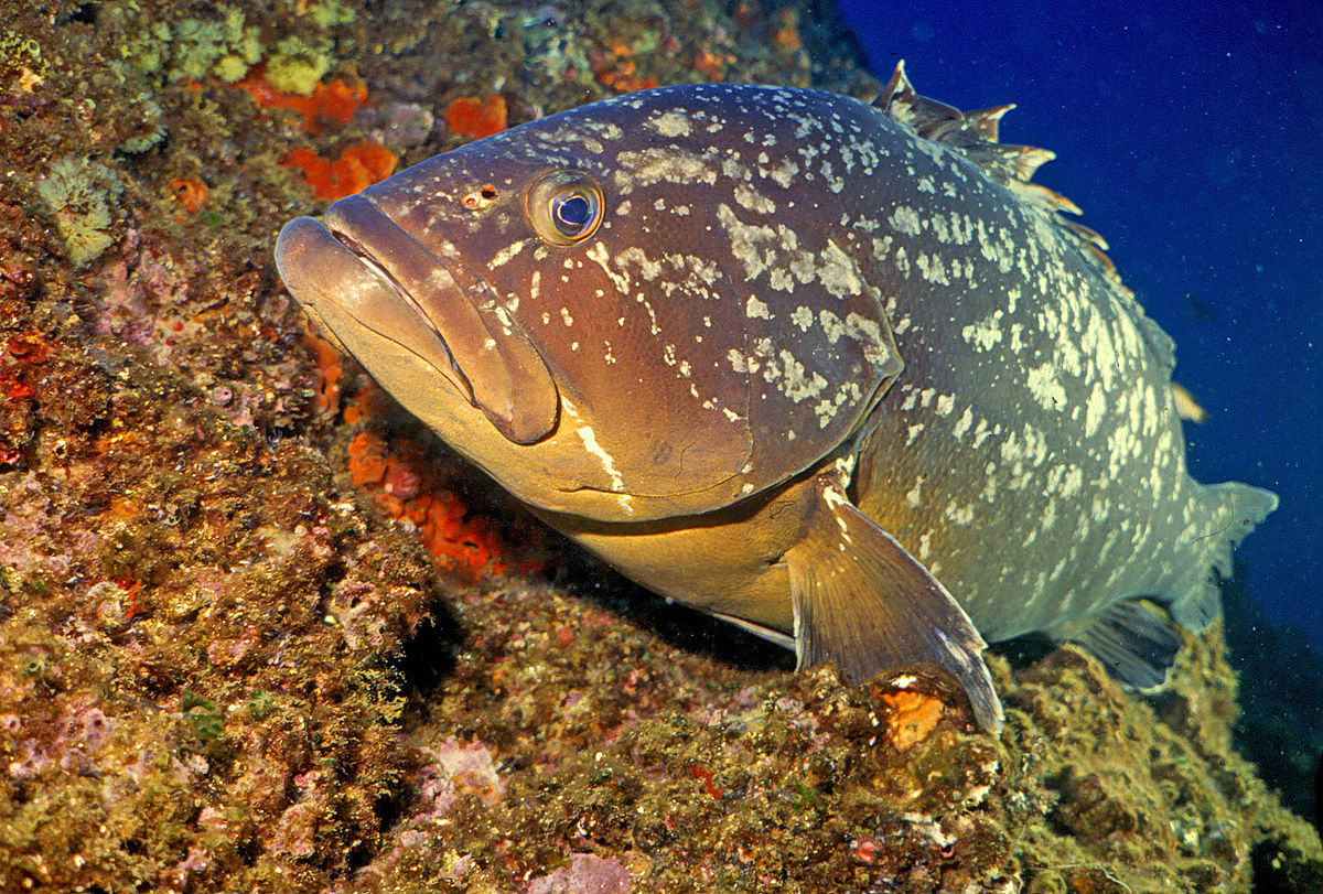 Cernia Bruna Isole Tremiti